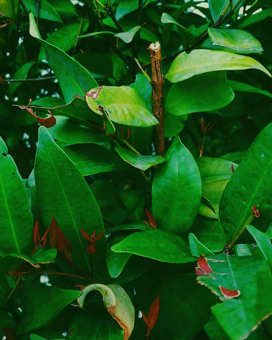 Green Leaf Plant With Brown Branch, bright, close-up, colors HD wallpaper