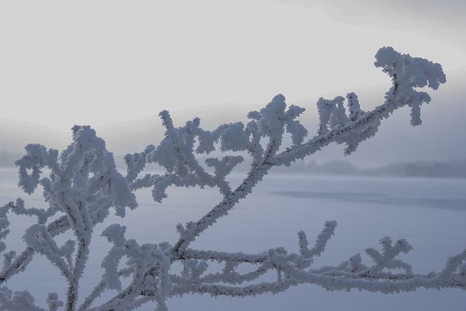 rime, glow, winter, cold, snow, snowflake, frozen, landscape HD wallpaper