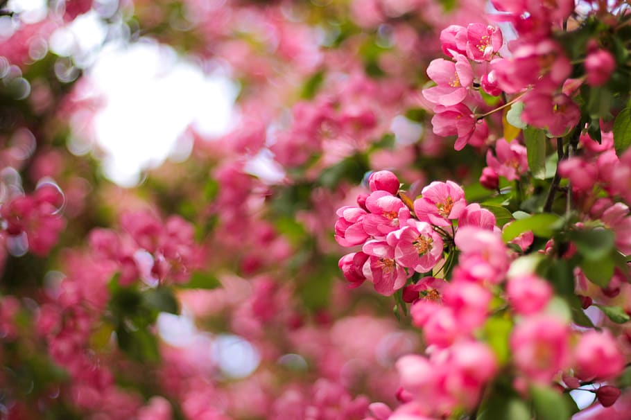 canada, toronto, springtime, pink, flowers, cherries, light HD wallpaper