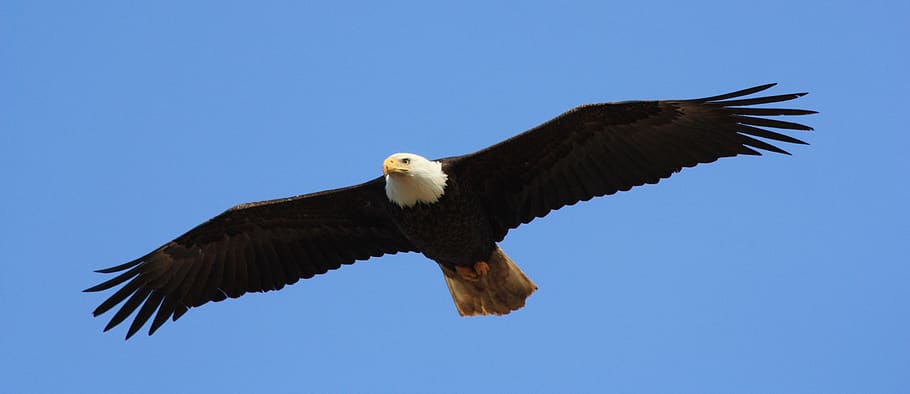 eagle, bald, flying, sky, wings, predator, bird, majestic, soaring HD wallpaper