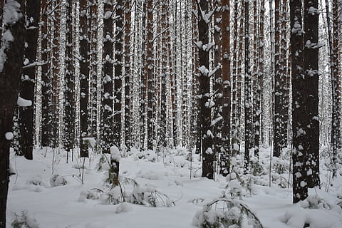 forest, snow, pine, winter, landscape, frost, forests, cold HD wallpaper