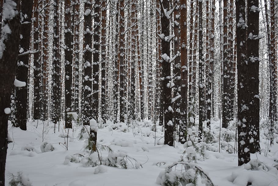 forest, snow, pine, winter, landscape, frost, forests, cold HD wallpaper