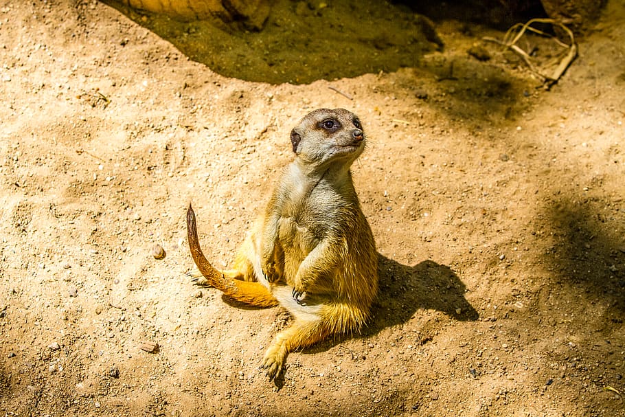 spain, barcelona, animals in the wild, animal wildlife, meerkat HD wallpaper