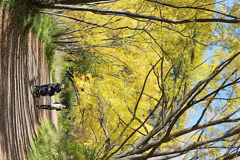 walking, person, human, path, outdoors, trail, plant, tree HD wallpaper