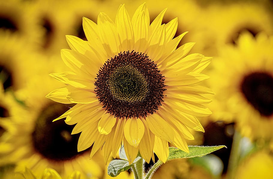 sunflower, yellow, summer, blossom, bloom, close up, bright, HD wallpaper