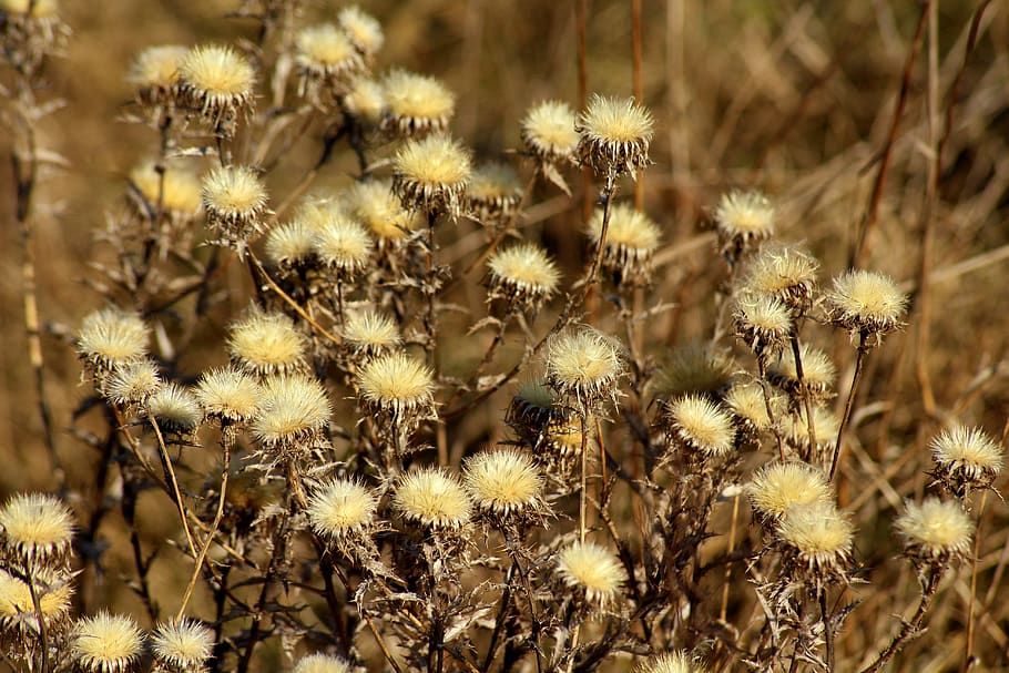 grass, thistle, dry, vegetation, field, season, nature, february HD wallpaper