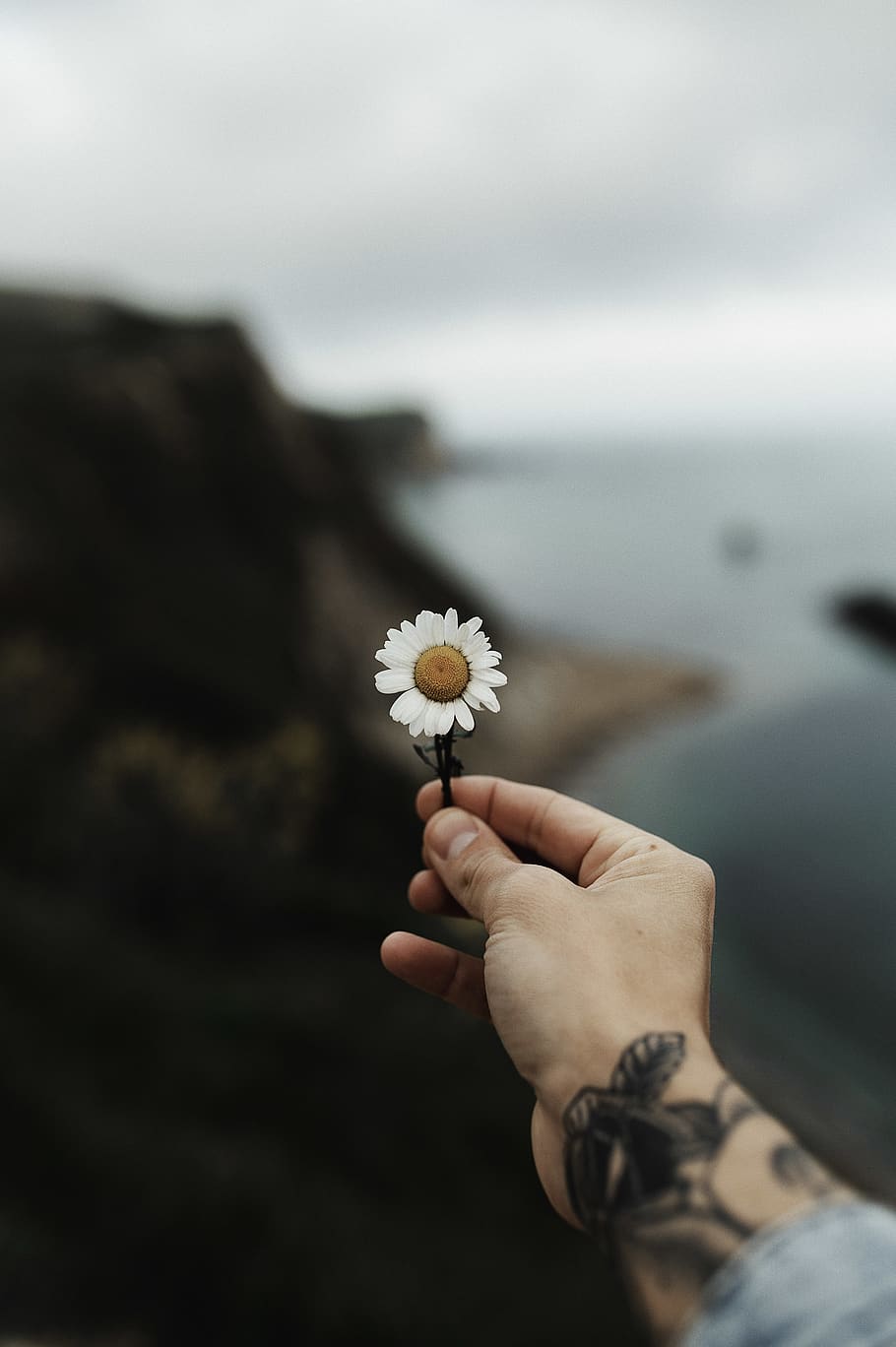 flower, daisy, plant, human, person, blossom, daisies, finger