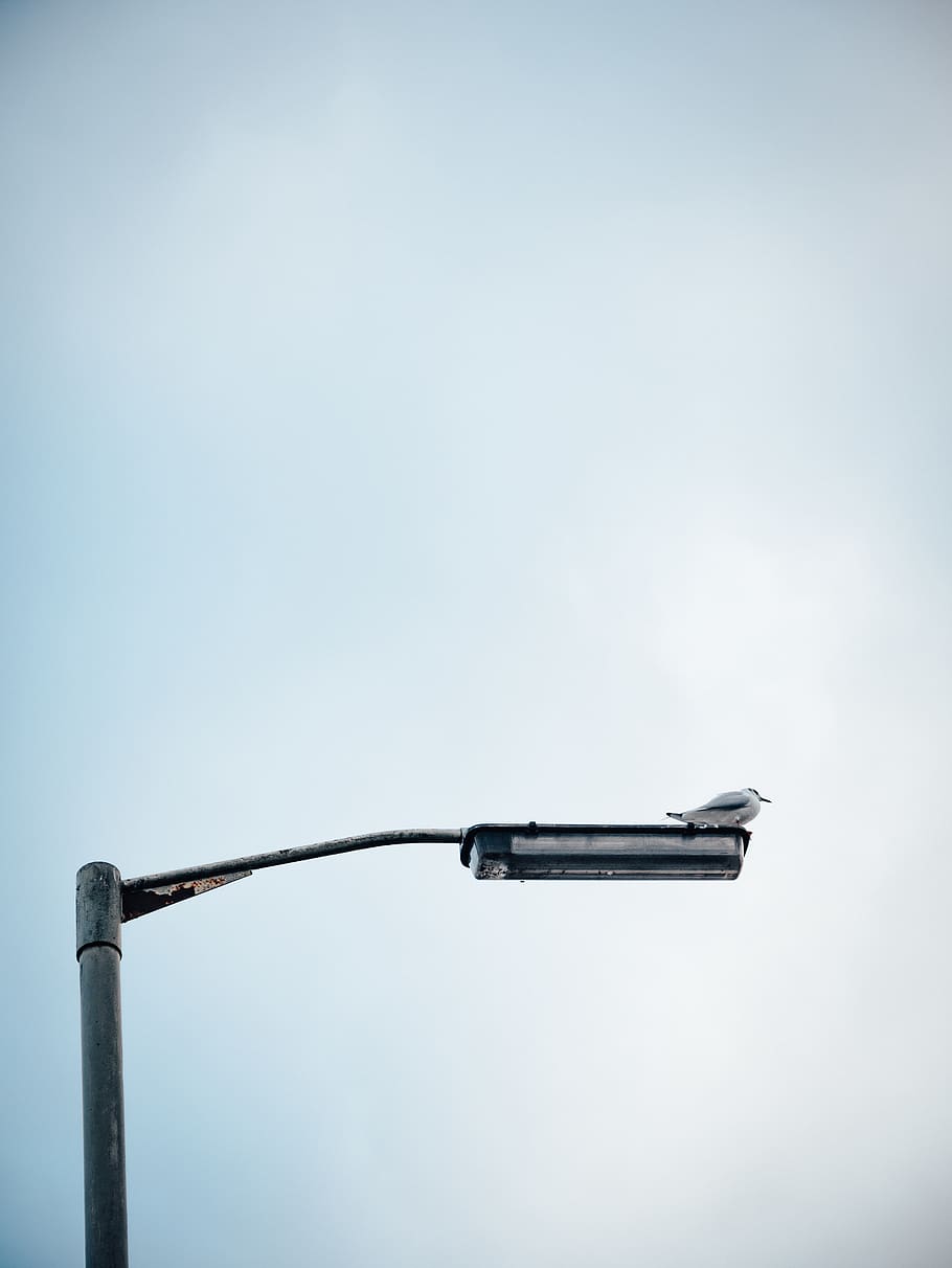 bird perched on streetlight during daytime, copy space, no people HD wallpaper