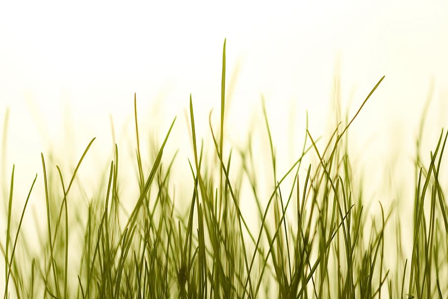 environment, field, fresh, freshness, front, garden, gardening HD wallpaper