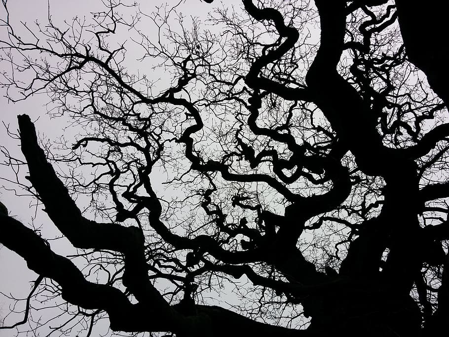 denmark, tree, sky, branch, bare tree, silhouette, plant, nature HD wallpaper
