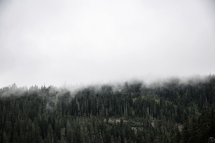 forest covered with fogs, tree, plant, scenics - nature, tranquility HD wallpaper