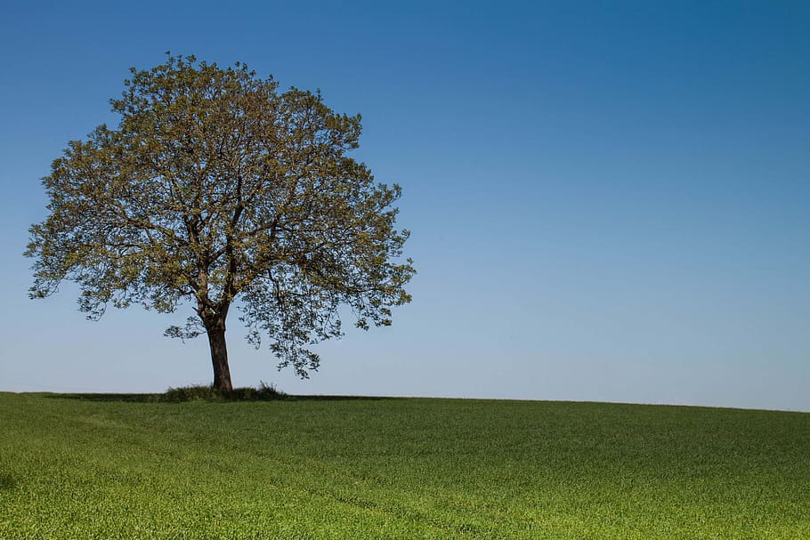 tree, landscape, field, fruit tree, nature, rest, silhouette HD wallpaper