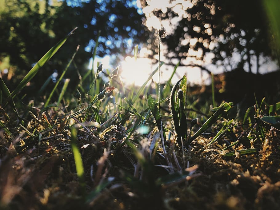 nature, grass, green, sunset, iphone, plant, growth, selective focus HD wallpaper
