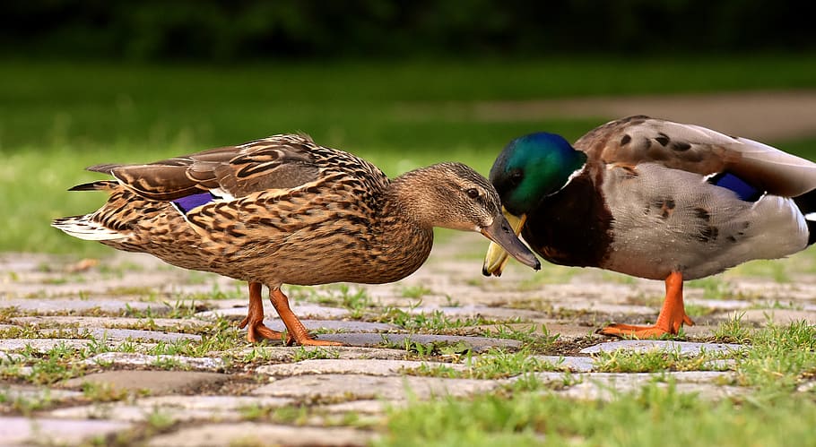 ducks, pair, mallards, colorful, water bird, couple, duck bird, HD wallpaper