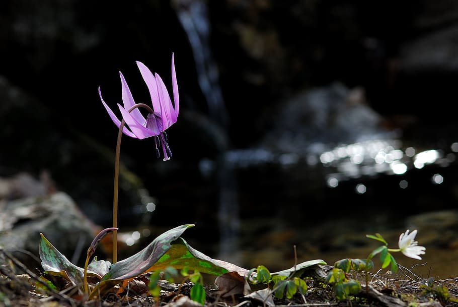 how do, wildflower, spring, spring flowers, plant, flowering plant HD wallpaper