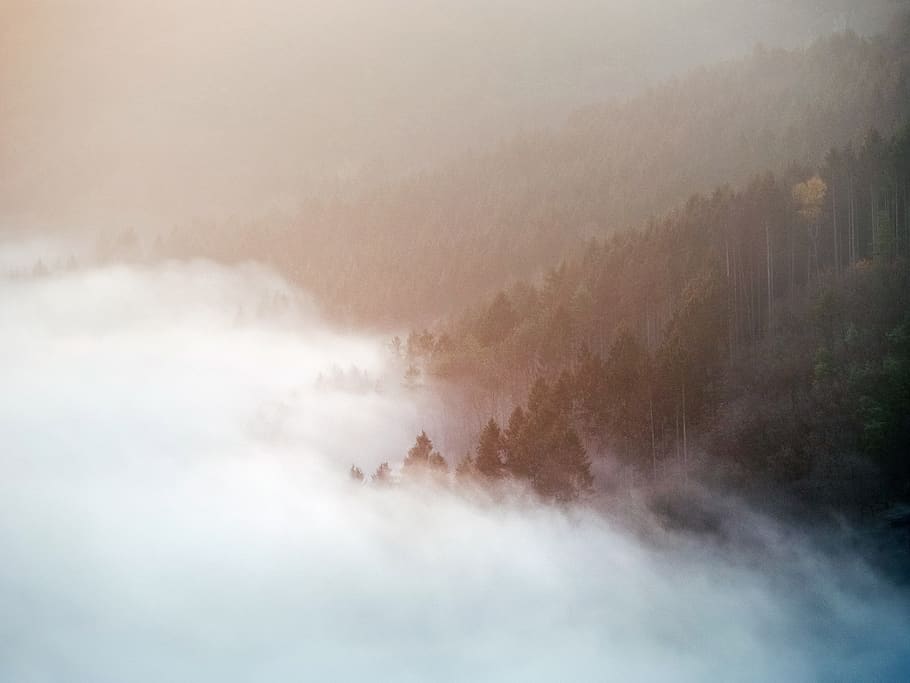 trees on mountain covered with fogs, scenics - nature, beauty in nature HD wallpaper