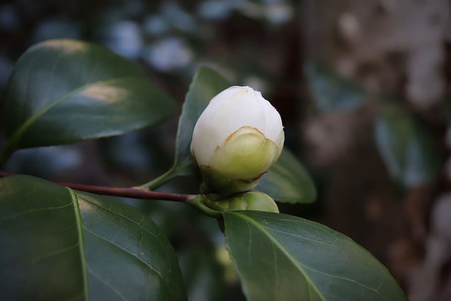 bud, camellia, white, blossom, bloom, early bloomer, flower, HD wallpaper