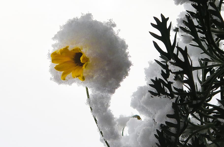 daisy, snow, winter, cold, frost, crystals, frozen, yellow HD wallpaper