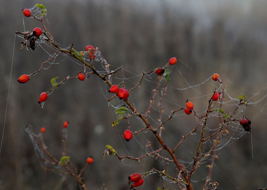 maces, fruit, wild, red, plant, spider web, autumn, drops, healthy eating HD wallpaper