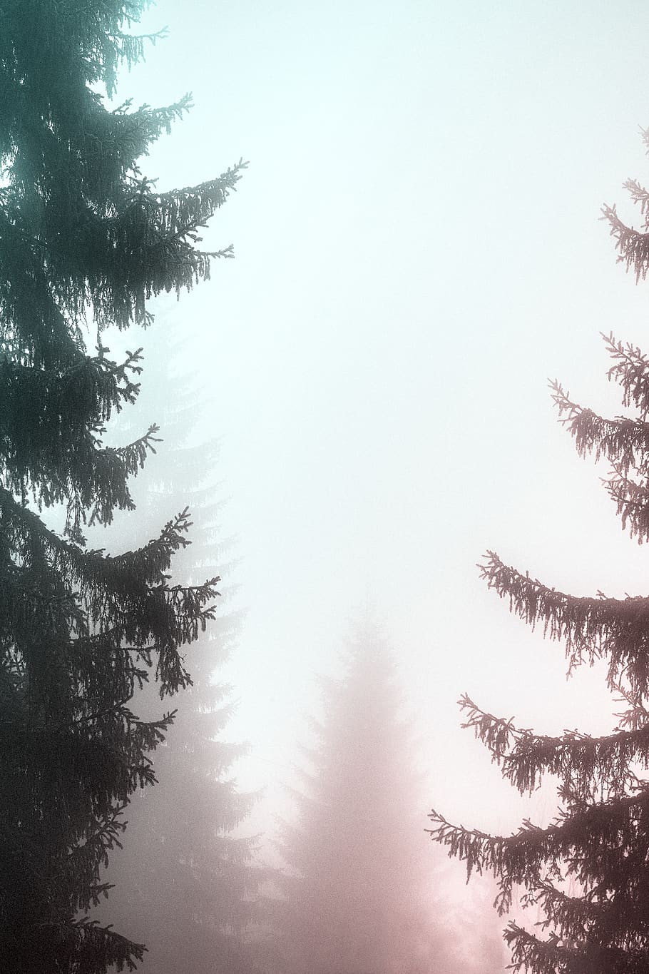 pine trees, plant, sky, tranquility, beauty in nature, growth HD wallpaper