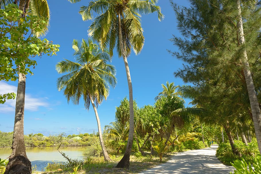 Coconut Trees, daylight, environment, road, tropical, plant, sky HD wallpaper
