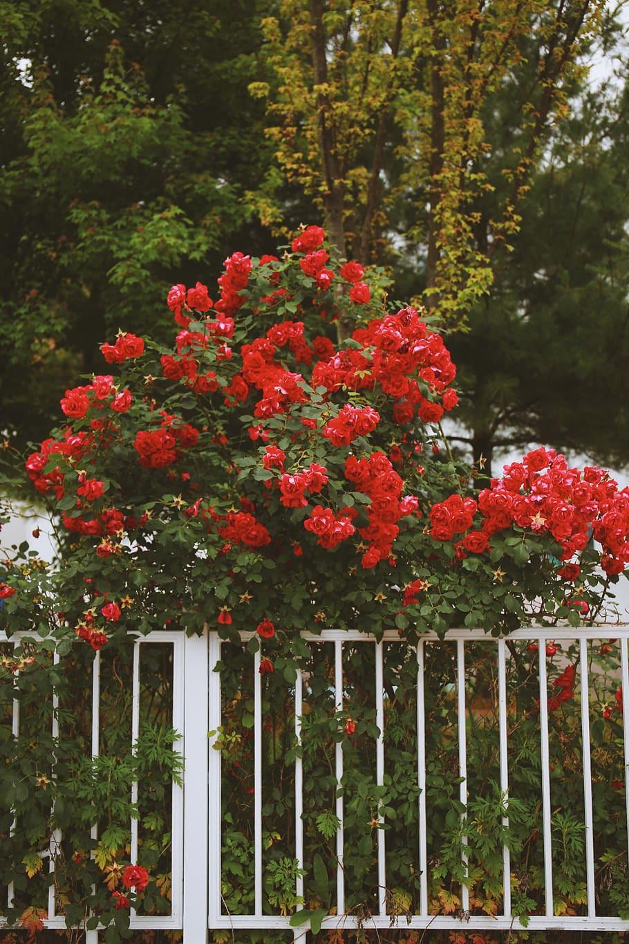 flowers, roses, tree, plant, flowering plant, growth, red, nature HD wallpaper