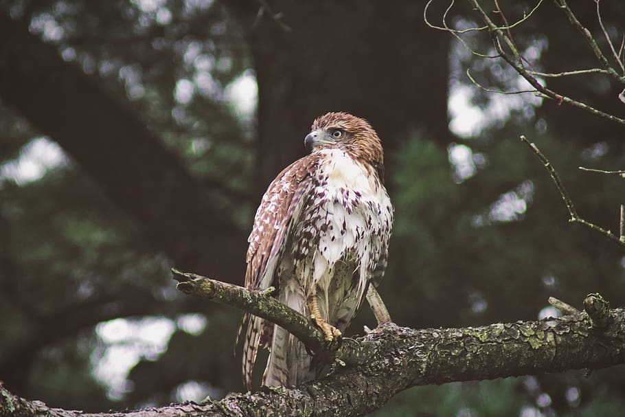 perched eagle, buzzard, animal, hawk, bird, accipiter, united states HD wallpaper