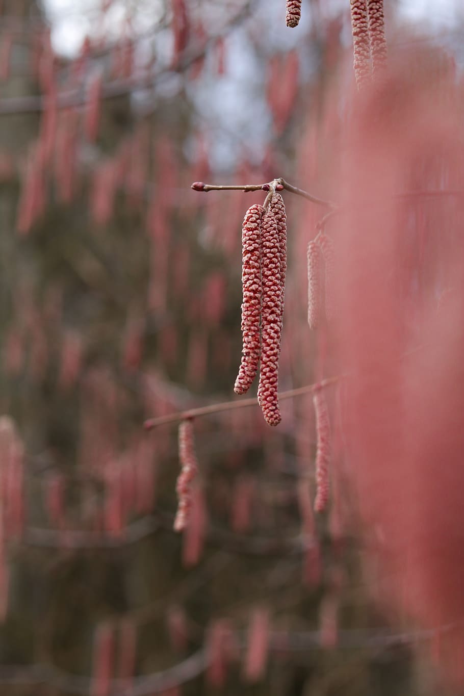 nature, plant, baum, tree, red, violett, focus, winter, spring HD wallpaper