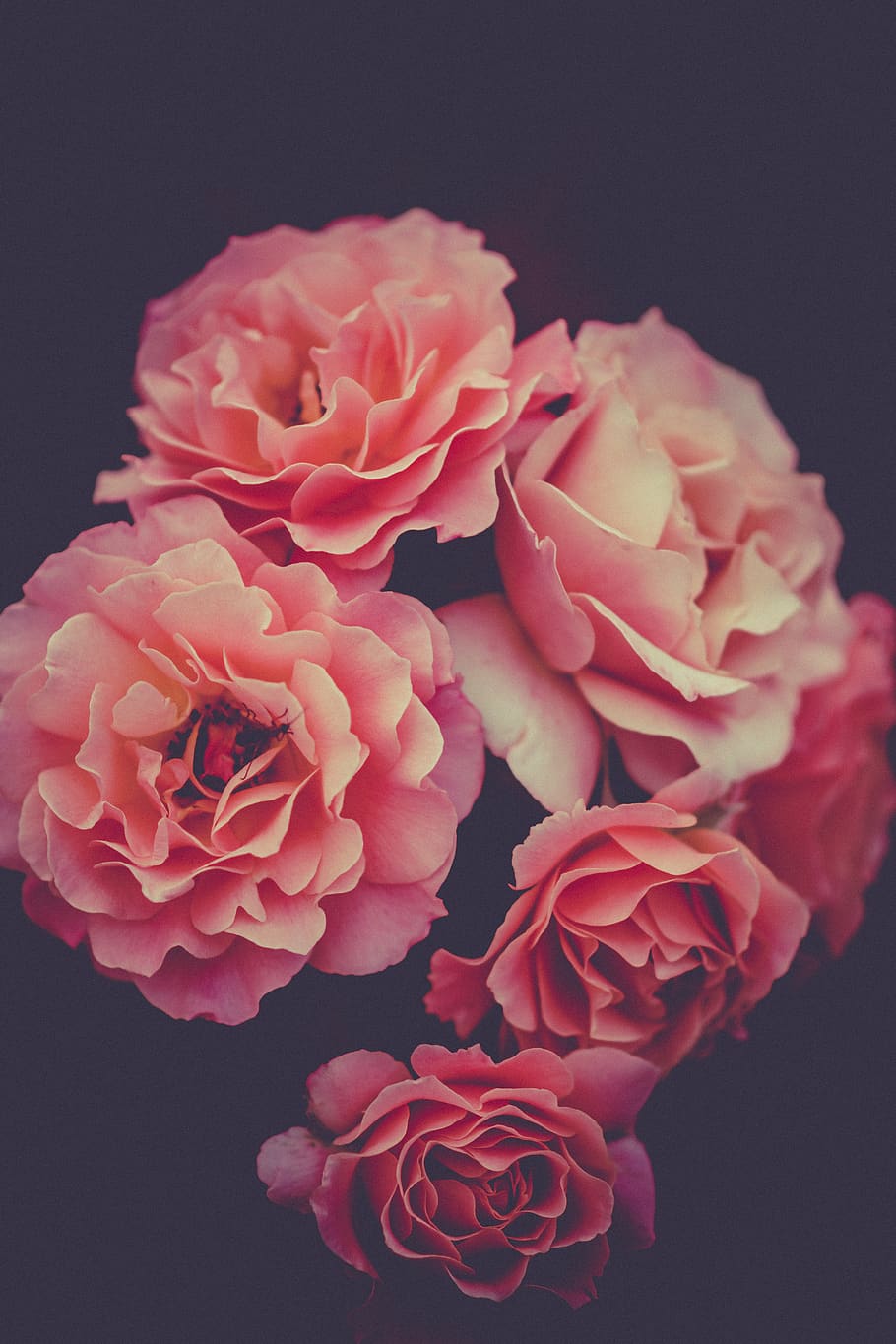 bloom, roses, blossom, flora, flowers, petals, plants, pink HD wallpaper