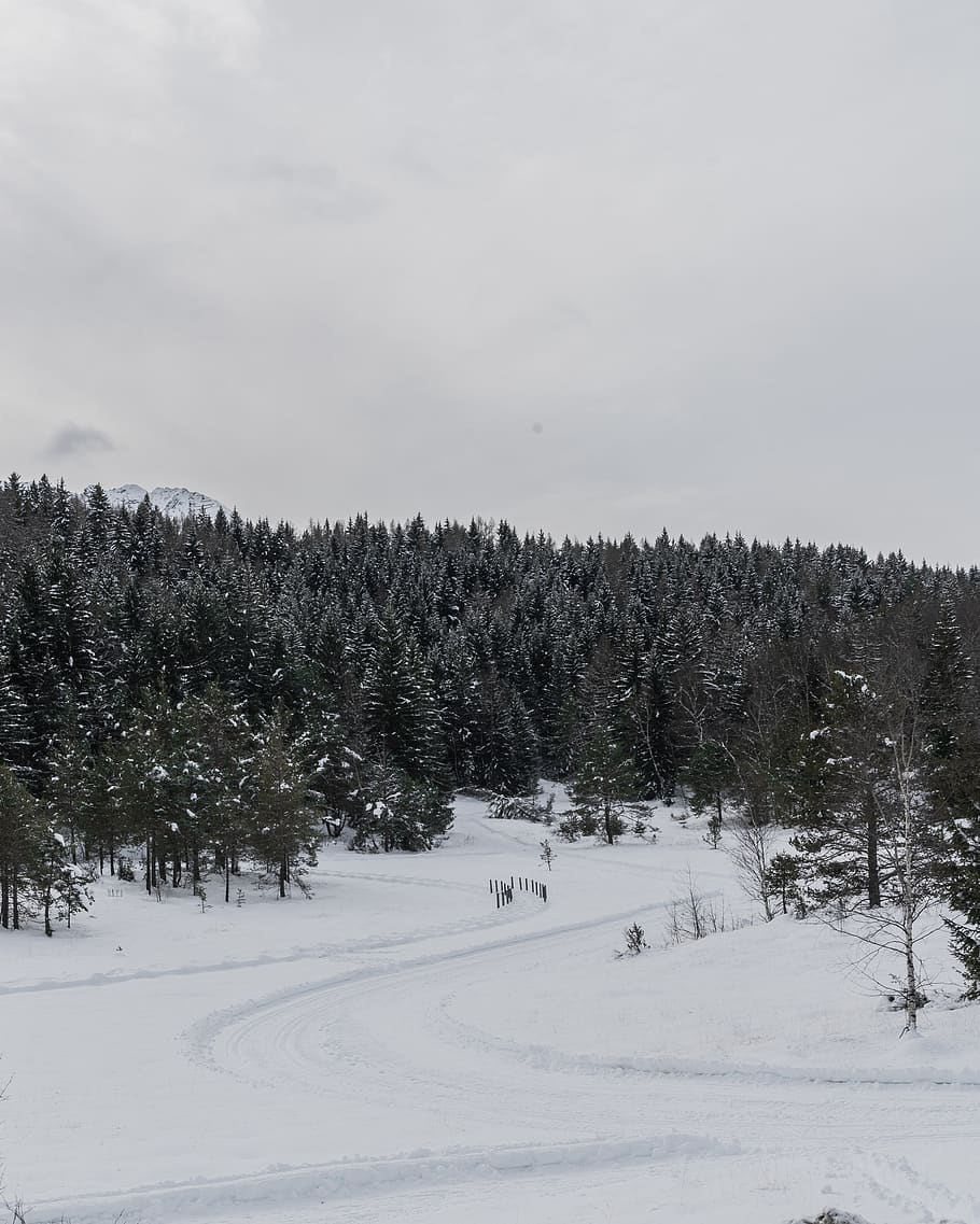 green pine trees on snow mountain, plant, fir, abies, sondrio HD wallpaper