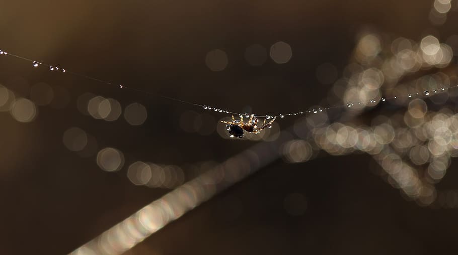 spider, spider web, drops, water, light, wet, close-up, focus on foreground HD wallpaper