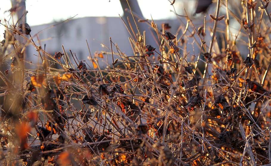ukraine, plant, growth, nature, day, no people, tranquility HD wallpaper