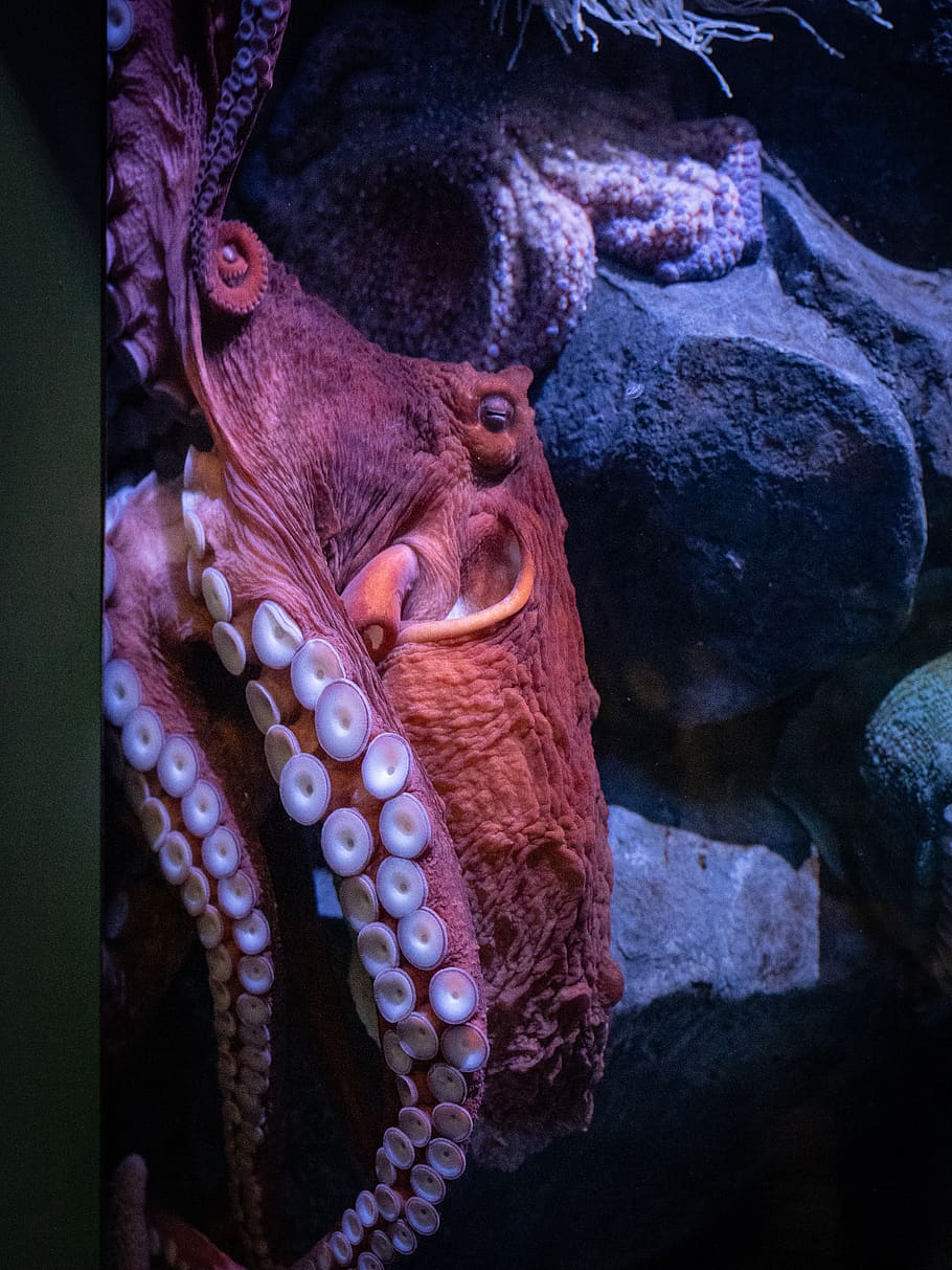 brown octopus, animal, animal themes, solid, rock, no people HD wallpaper