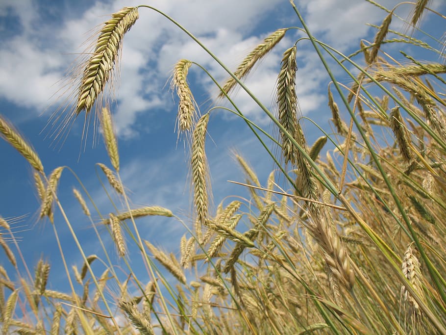Plants in Clear Blue Sky, clouds, field, grain, low angle shot HD wallpaper