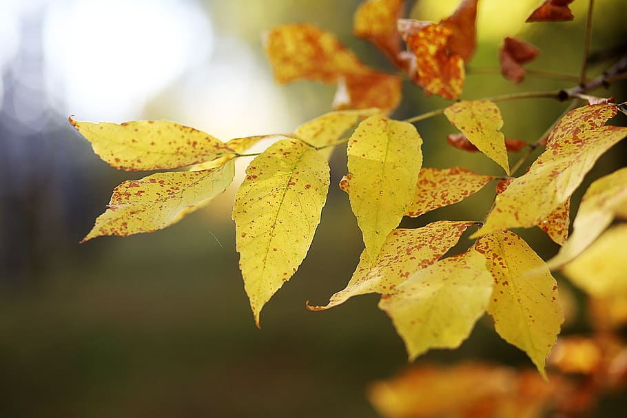 autumn, leaves, yellow, maple, colorful, nature, october, landscape HD wallpaper