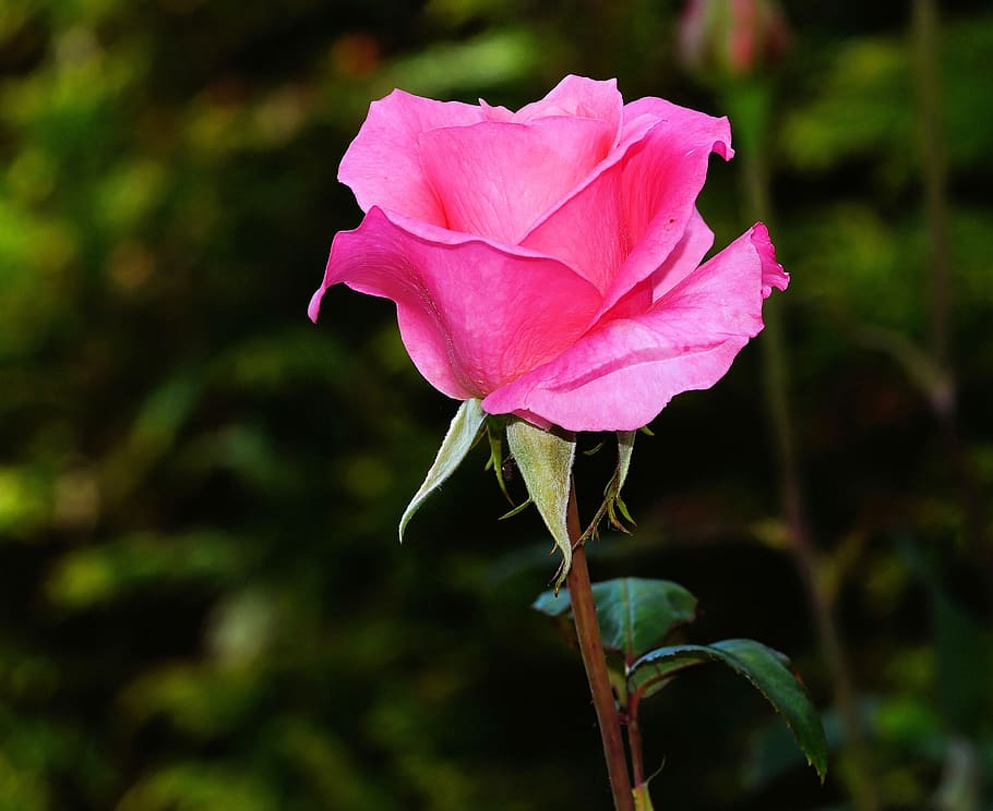 Pink Rose, bloom, blossom, flora, flower, flowering plant, fragility HD wallpaper