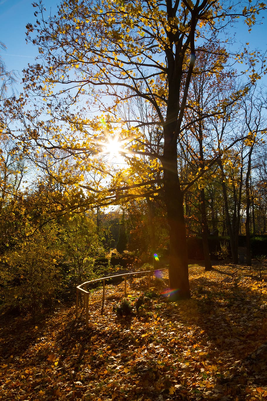 trees, autumn, landscape, mood, sunbeam, shadow, leaves, lighting HD wallpaper