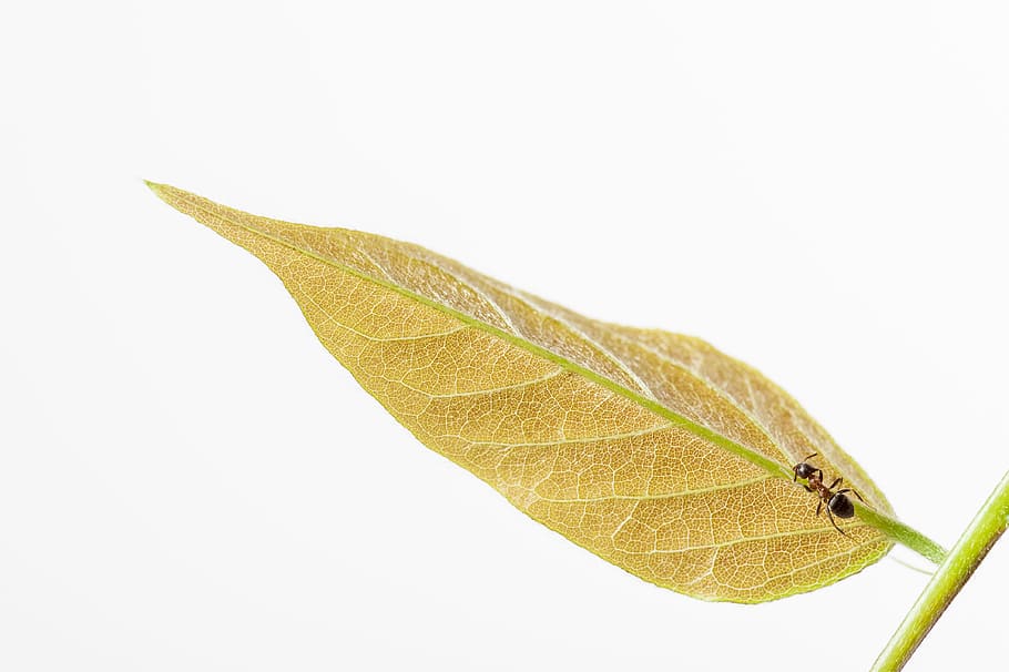 black and brown ant, insect, closeup, macro, nature, summer, foliage HD wallpaper