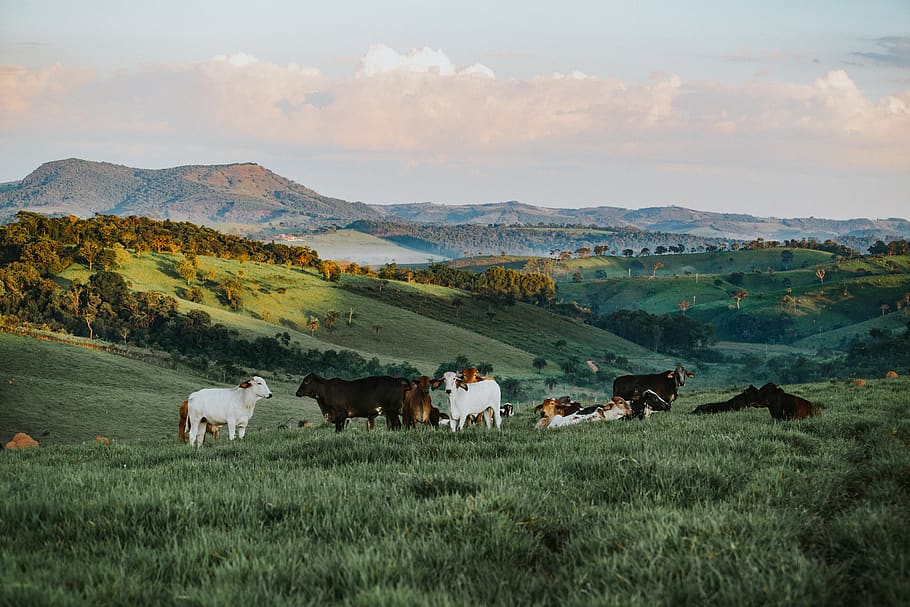 Herd of Cattle in Daytime, bull, cavalry, cow, early morning HD wallpaper