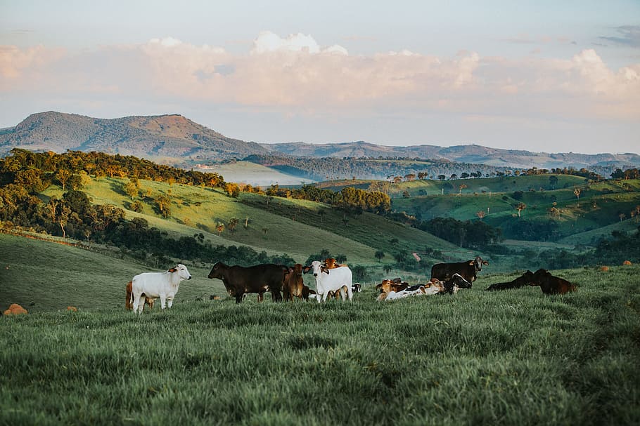 goats, beautiful, hillside, scenic, landscape, animals, farm, HD wallpaper