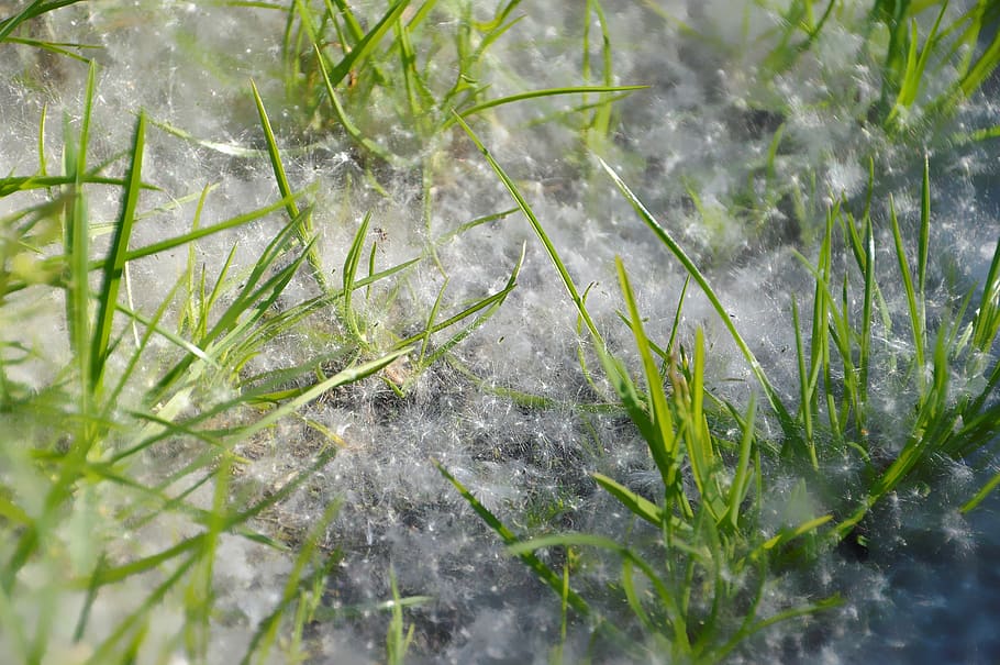 grass, branch, nature, green, environment, pollen, tree, allergy HD wallpaper