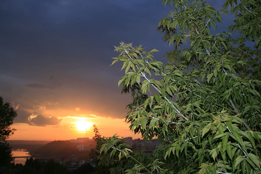 sunset, Ufa, scene, leaves, plant, sky, tree, growth, beauty in nature HD wallpaper