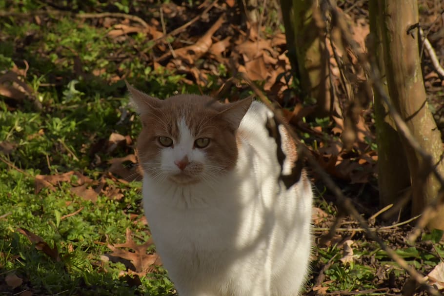 cat, feline, one animal, domestic, pets, domestic cat, mammal HD wallpaper