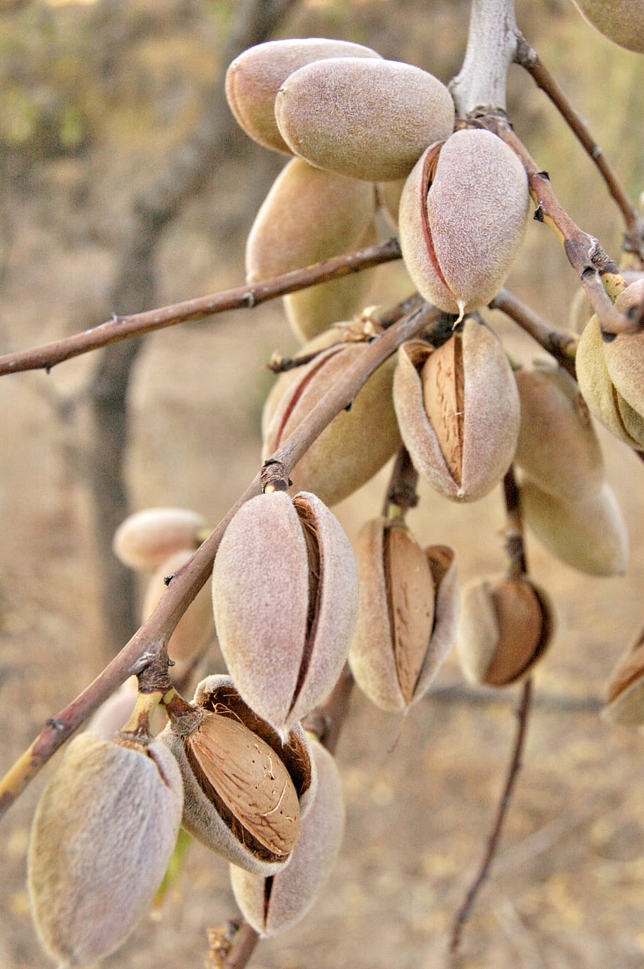 almond, nature, close-up, plant, growth, focus on foreground HD wallpaper