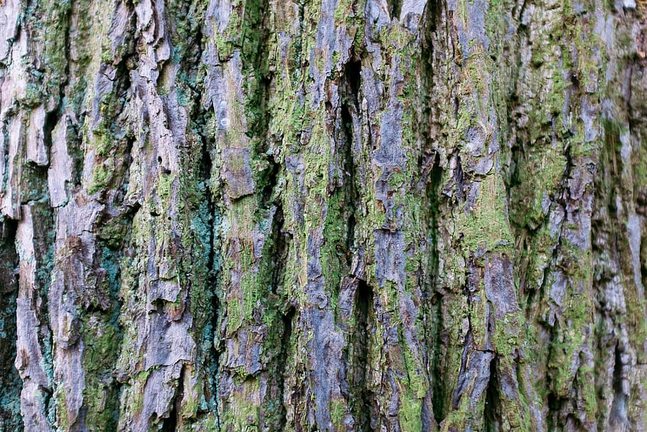 Bark of tree, abstract, background, brown, closeup, detail, environment HD wallpaper