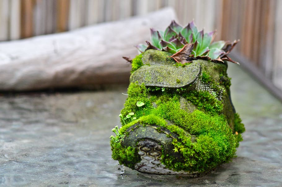 moss, plant, algae, flower, shoe, leaf, broccoli, vegetable HD wallpaper