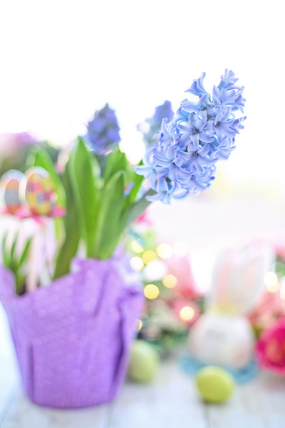 easter, hyacinth, purple, eggs, flowers, spring, nature, blossoms HD wallpaper