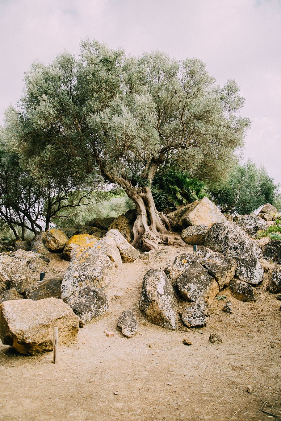 gray rocks across tree, plant, nature, no people, growth, tranquility HD wallpaper