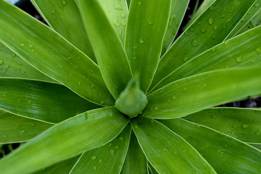australia, bony mountain, plant, raindrop, rainy day, green, HD wallpaper