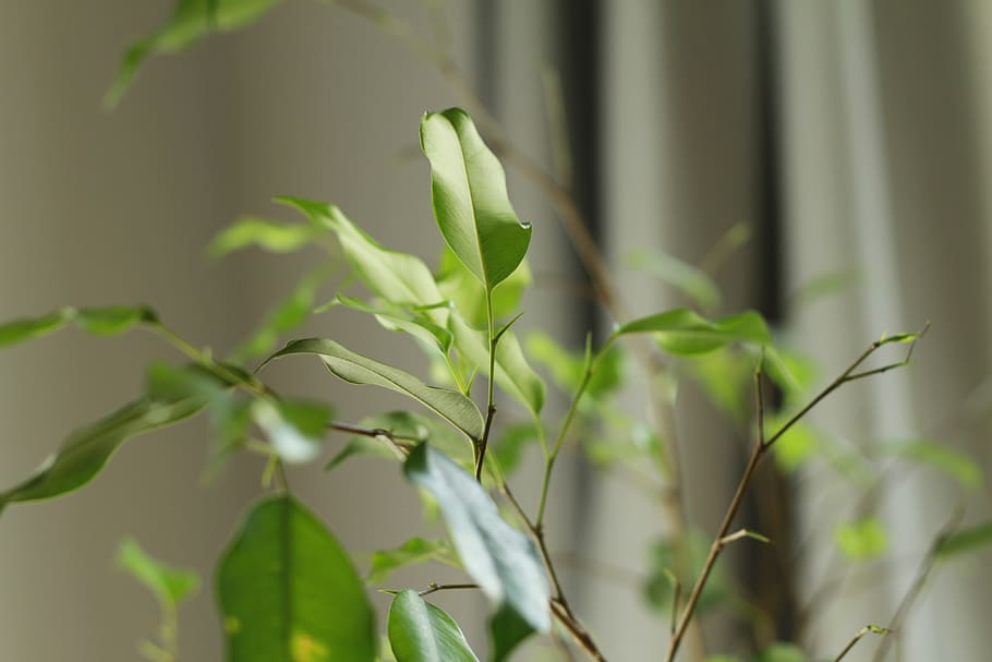 nature, light, green, tree, decoration, home, plant, growth HD wallpaper